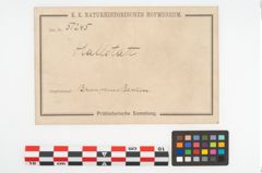 Foto von Bronzebreitrandschüssel (NHMW-PRAE-051245)